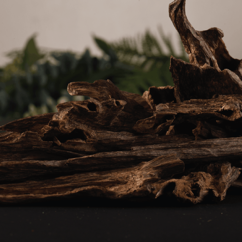 The Story of Oud