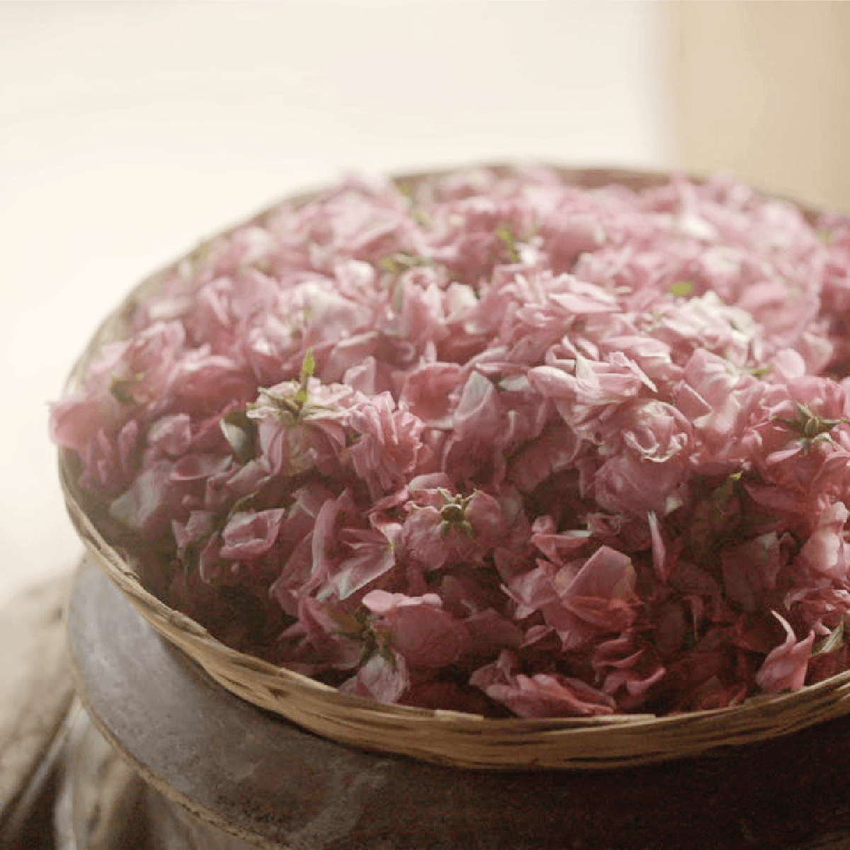 Rose, Reinvented